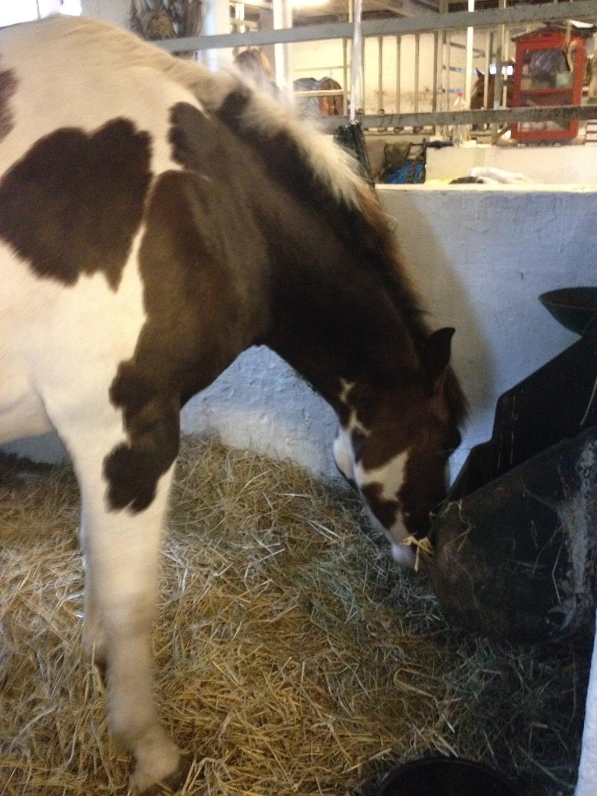 Pinto Handson/Flødebollen<3 - Da han kom hjem til mig D.28/8-2012<3 billede 5