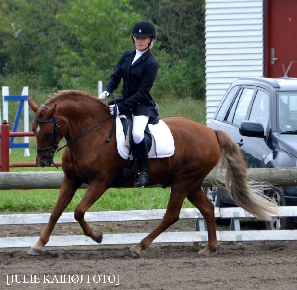 Welsh Pony af Cob-type (sec C) Bakkegaardens Aladdin - Allan. - Min dejlige springpony i et helt fantastisk dressurprogram!
LB2 til 65% - jeg er stolt (-: billede 4