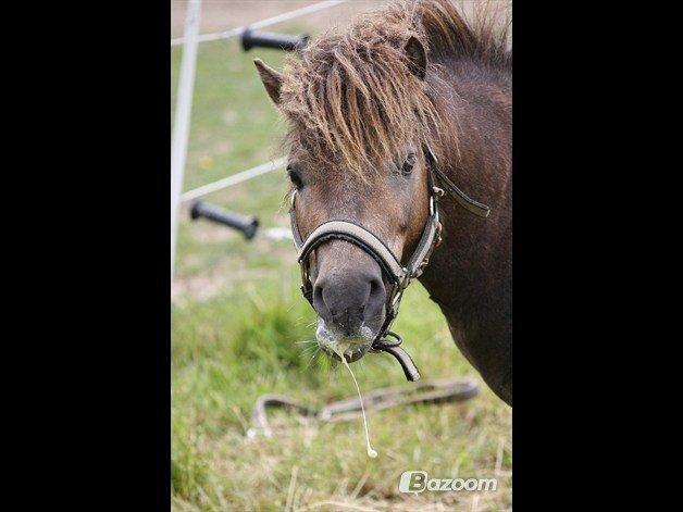 Shetlænder Ellgaard´s Alfa - Dejlige dreng!<3 billede 1
