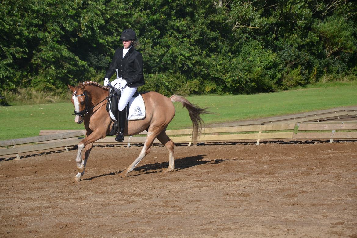 DSP Wissinggaards Dornik Special<3 - Bassen og jeg til championat (4 års) 2012<3 billede 3