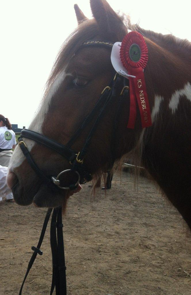Irish Cob Troelsegaardens Mirabella billede 1