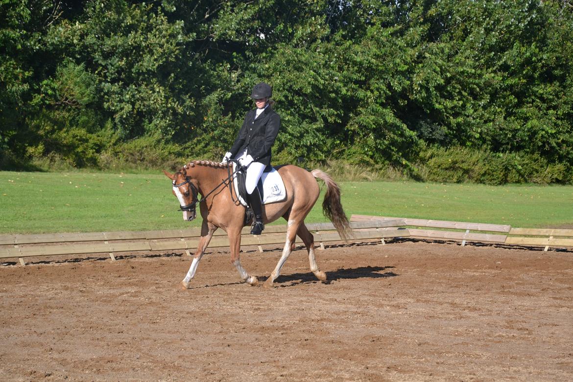 DSP Wissinggaards Dornik Special<3 - Championat 2012<3 billede 4