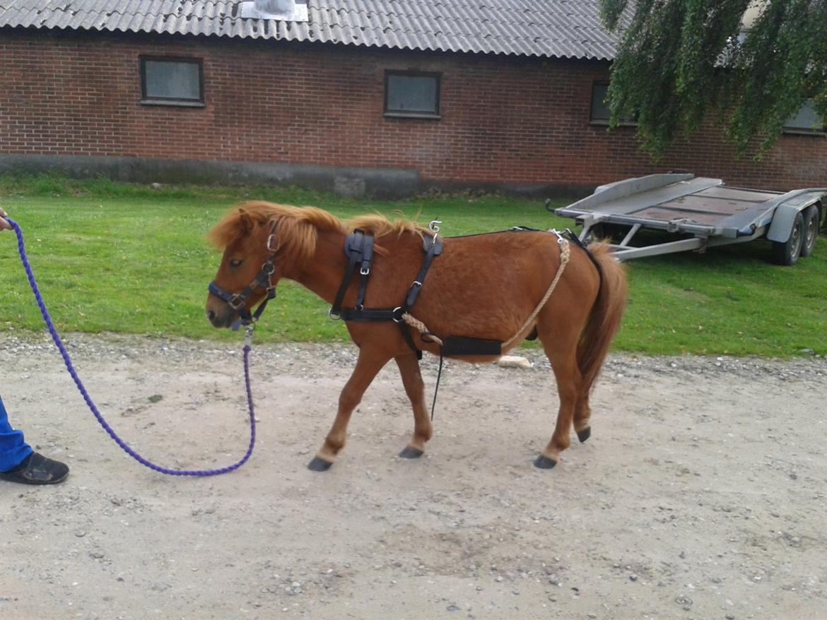 Anden særlig race Dudi † 04.11.13 - Nr. 6 Dudi første gang med seletøj! :-* [Foto: Mig] billede 6