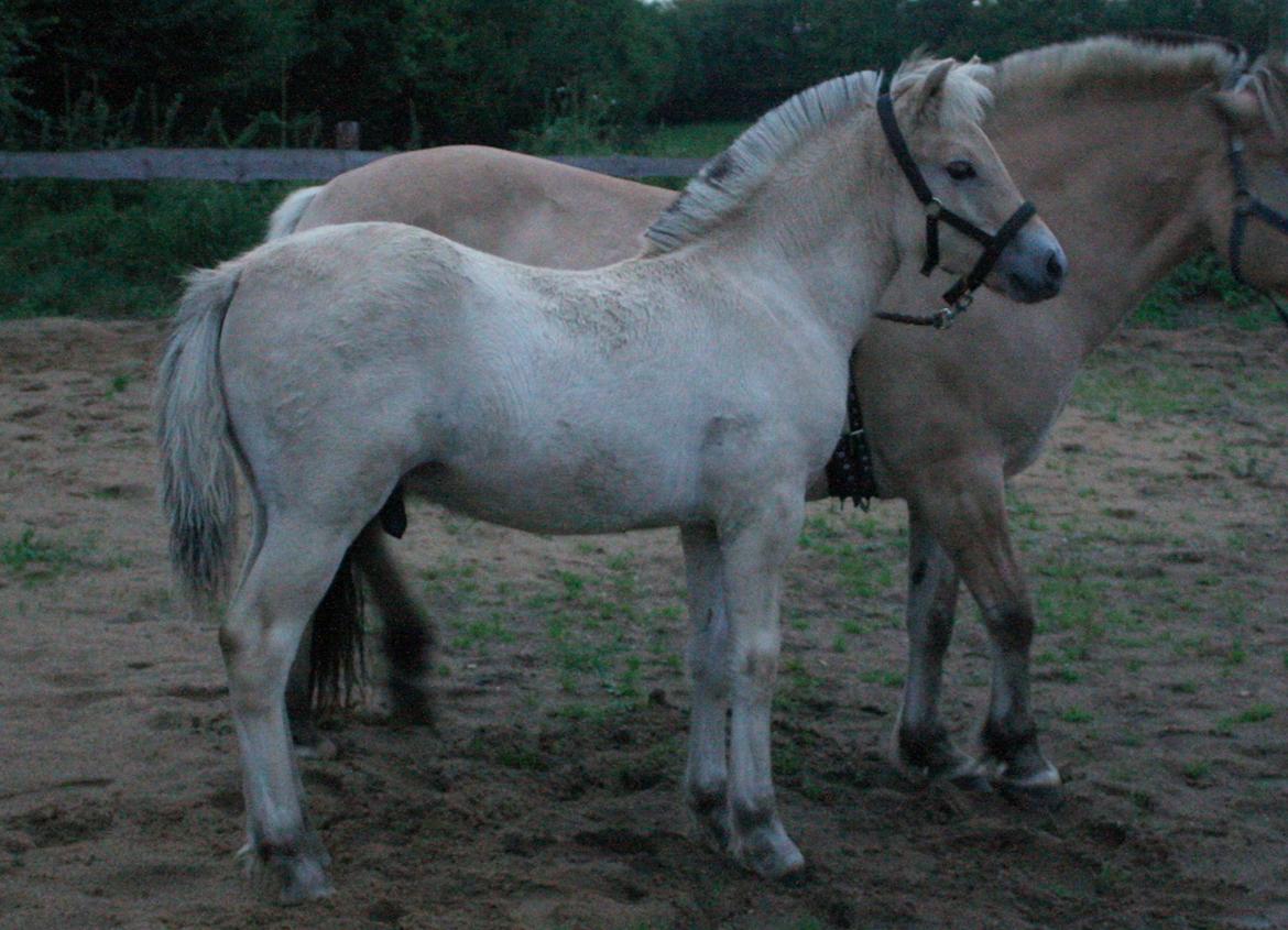 Fjordhest Zenvo - Zenvo som 3½ måned gammel, smukke fyr! :-) 28. august 2012 billede 7