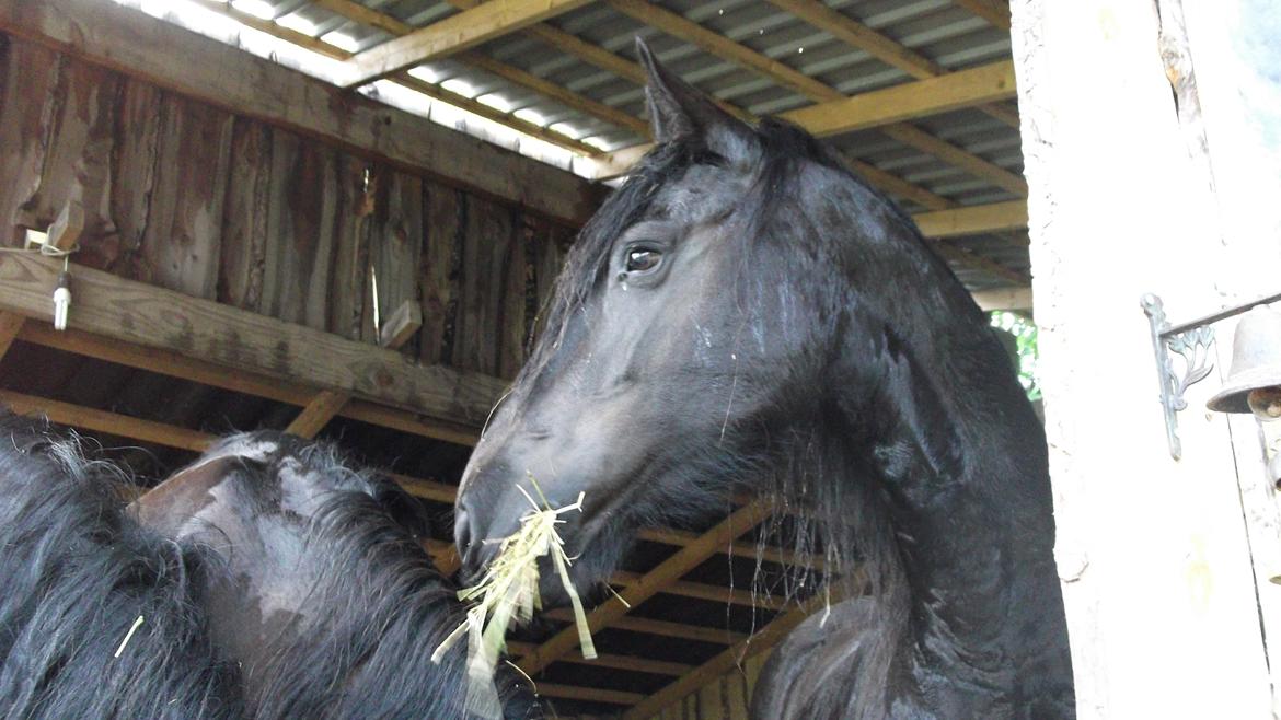 Frieser EFTERLYSES - Quella Von Hasselholt - I regn og slud går hesten ud ;-) billede 5