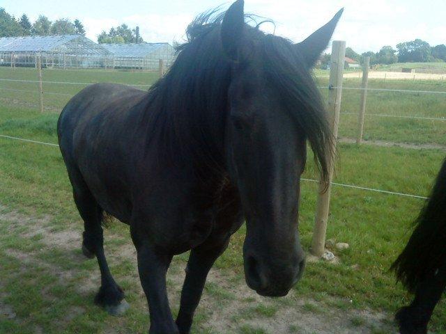 Frieser EFTERLYSES - Quella Von Hasselholt - Da vi var ude at kikke Q første gang... billede 10