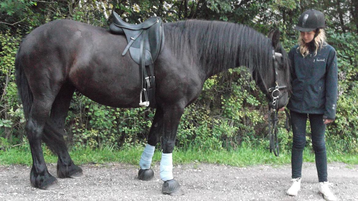 Frieser EFTERLYSES - Quella Von Hasselholt - Q er ved at blive træt af sadelprøvning... billede 7