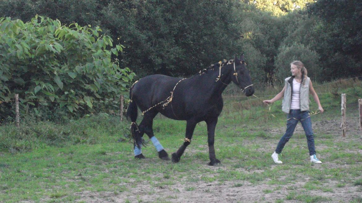 Frieser EFTERLYSES - Quella Von Hasselholt - ... at kunne gå med en hest i en "sytråd" blev taget meget bogstaveligt... billede 8