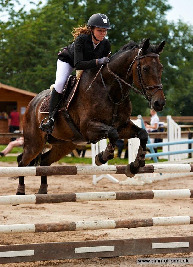 Dansk Varmblod Bounty Hunter billede 18