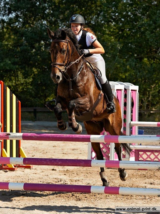 Dansk Varmblod Bounty Hunter billede 19