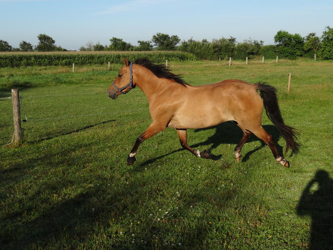 Anden særlig race Bella Bacardi - Smukke pony billede 17