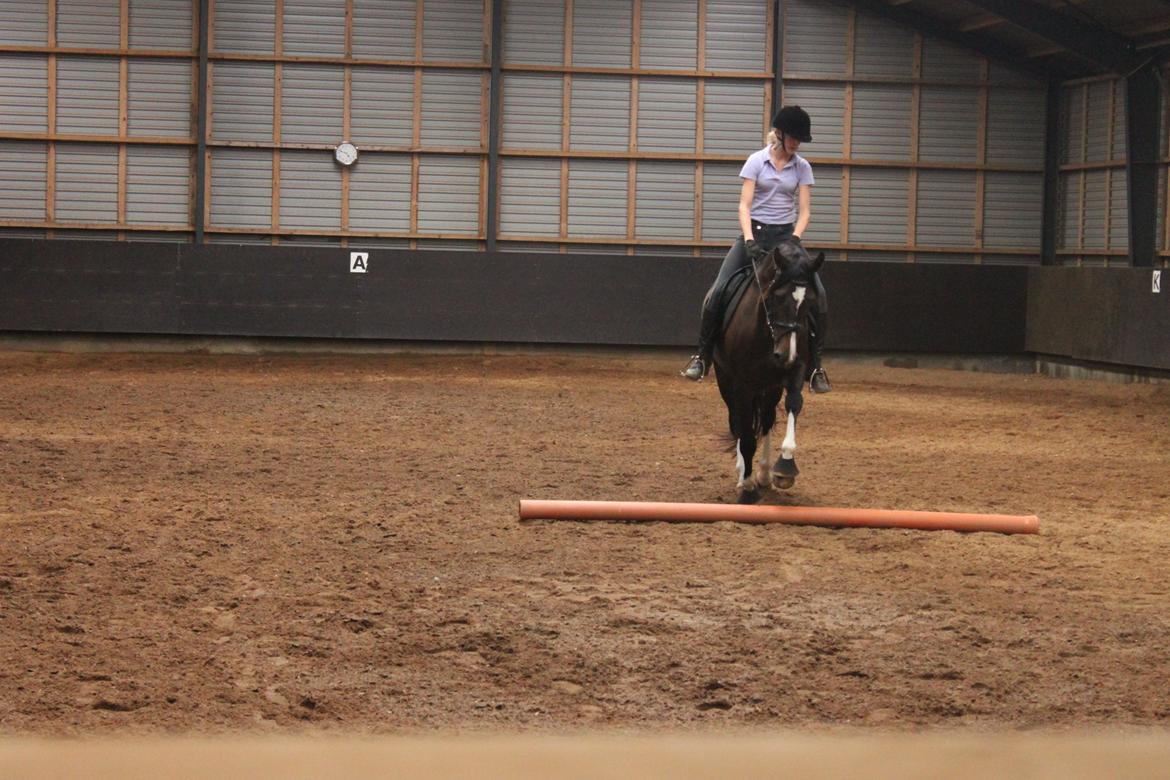 Dansk Varmblod Lillevang Felicia - Hun er så dejlig :) billede 20