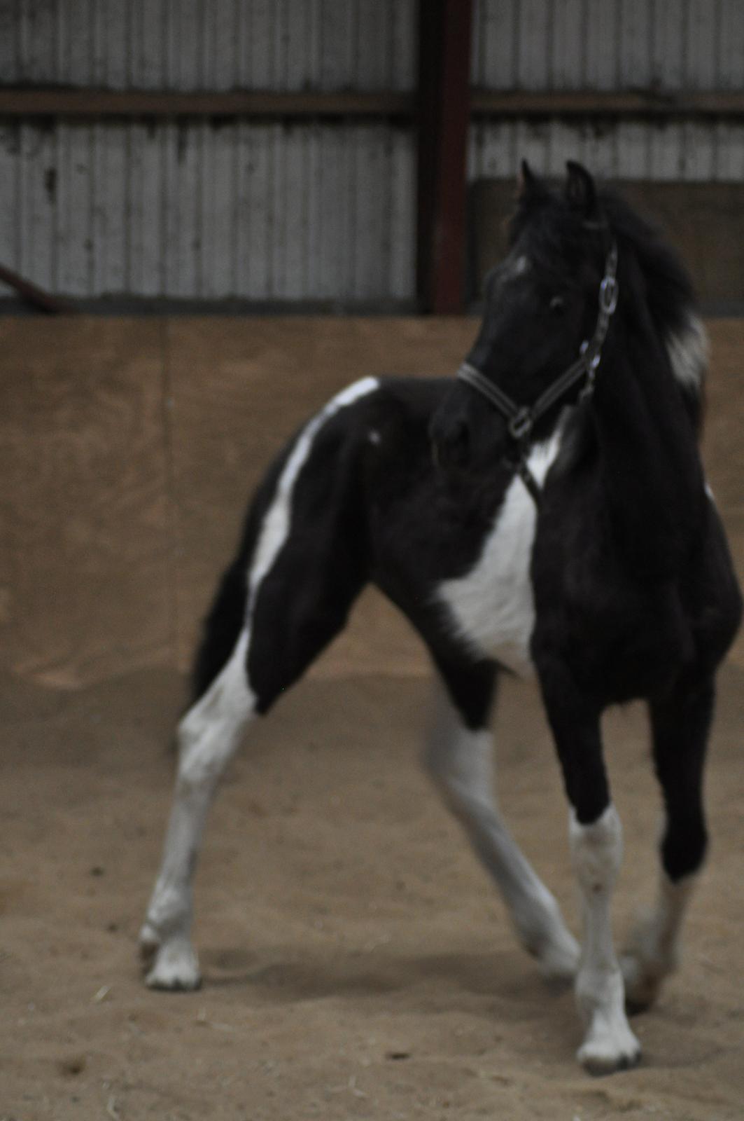 Tobiano Friesian Lancelot 1 PRÆMIE VED KÅRINGEN 24 marts 2012 bilun billede 3