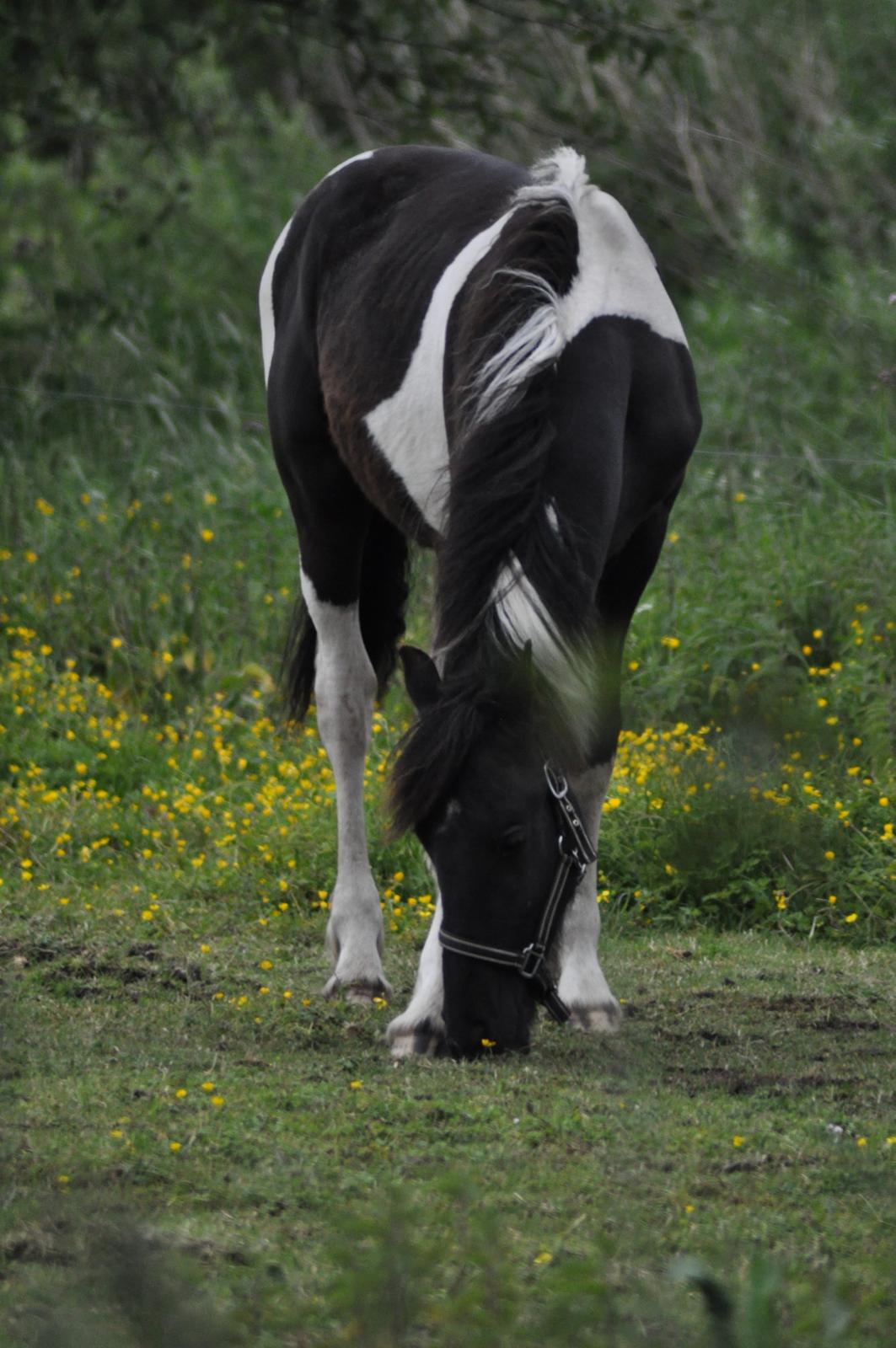 Tobiano Friesian Lancelot 1 PRÆMIE VED KÅRINGEN 24 marts 2012 bilun billede 2