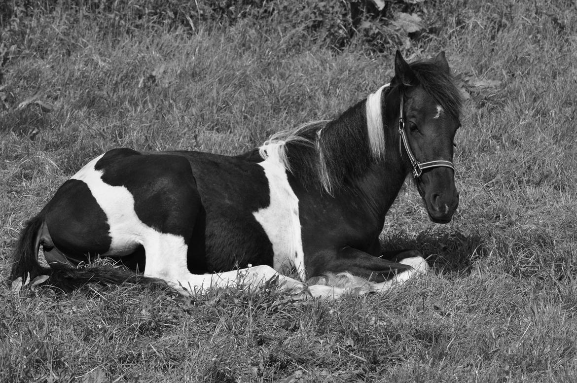 Tobiano Friesian Lancelot 1 PRÆMIE VED KÅRINGEN 24 marts 2012 bilun billede 1