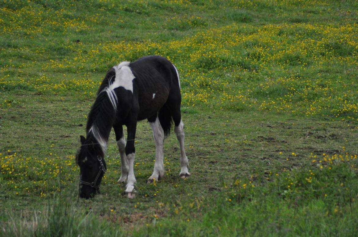Tobiano Friesian Lancelot 1 PRÆMIE VED KÅRINGEN 24 marts 2012 bilun billede 6