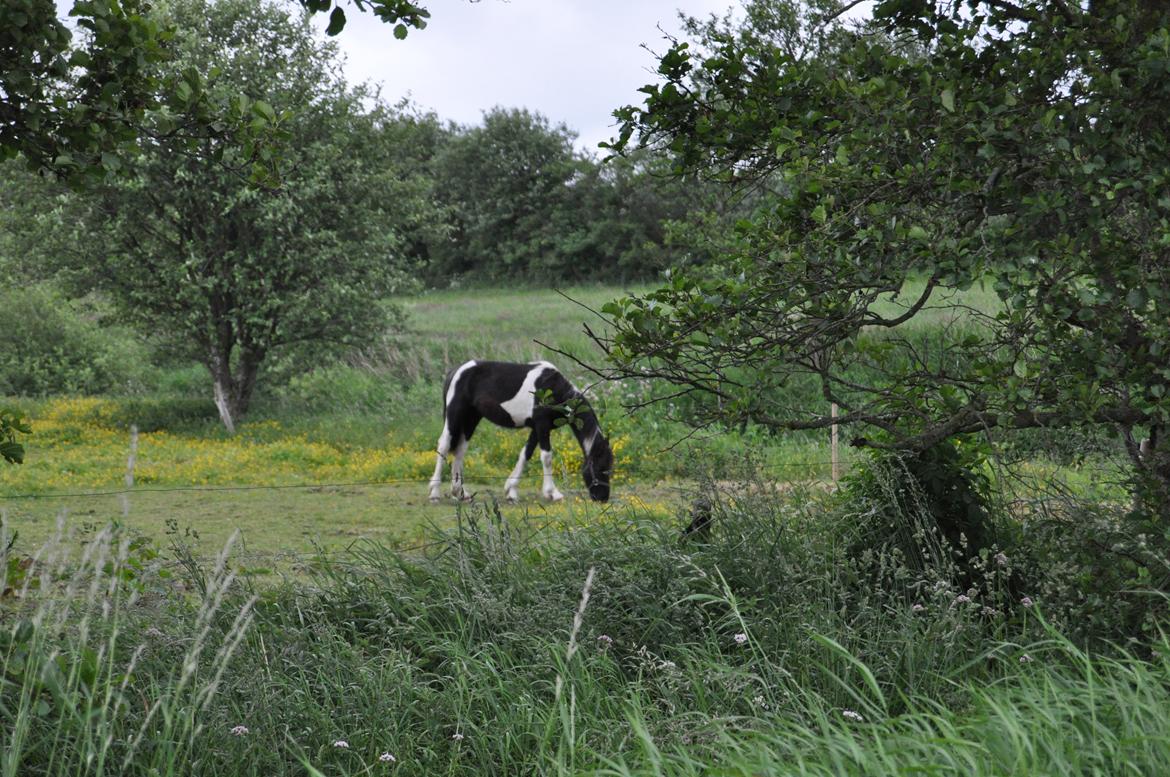Tobiano Friesian Lancelot 1 PRÆMIE VED KÅRINGEN 24 marts 2012 bilun billede 5