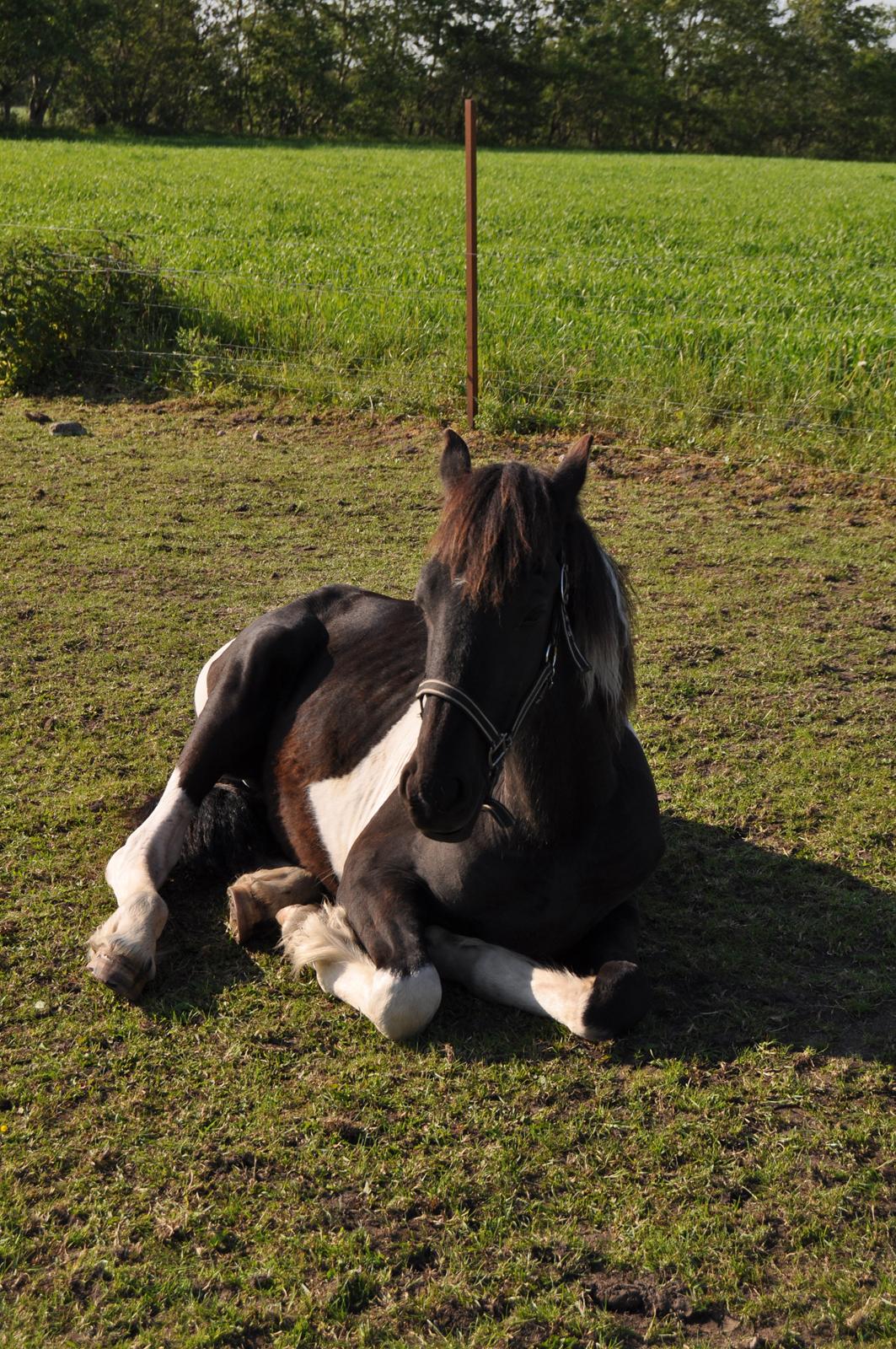 Tobiano Friesian Lancelot 1 PRÆMIE VED KÅRINGEN 24 marts 2012 bilun billede 7