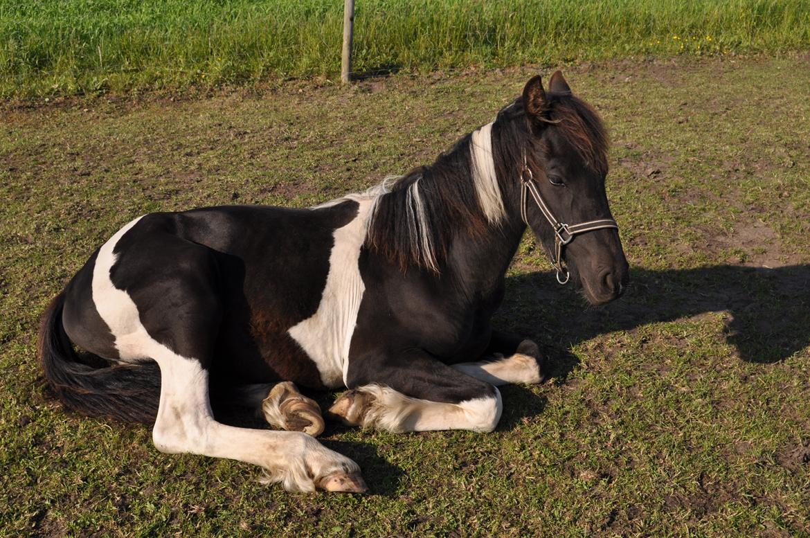 Tobiano Friesian Lancelot 1 PRÆMIE VED KÅRINGEN 24 marts 2012 bilun billede 4