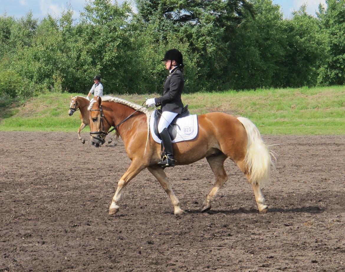 Haflinger WELTENSTOLZ - DM for Haflinger 2012 billede 14