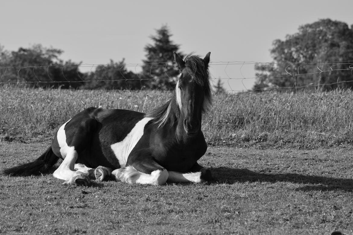 Tobiano Friesian Lancelot 1 PRÆMIE VED KÅRINGEN 24 marts 2012 bilun billede 13