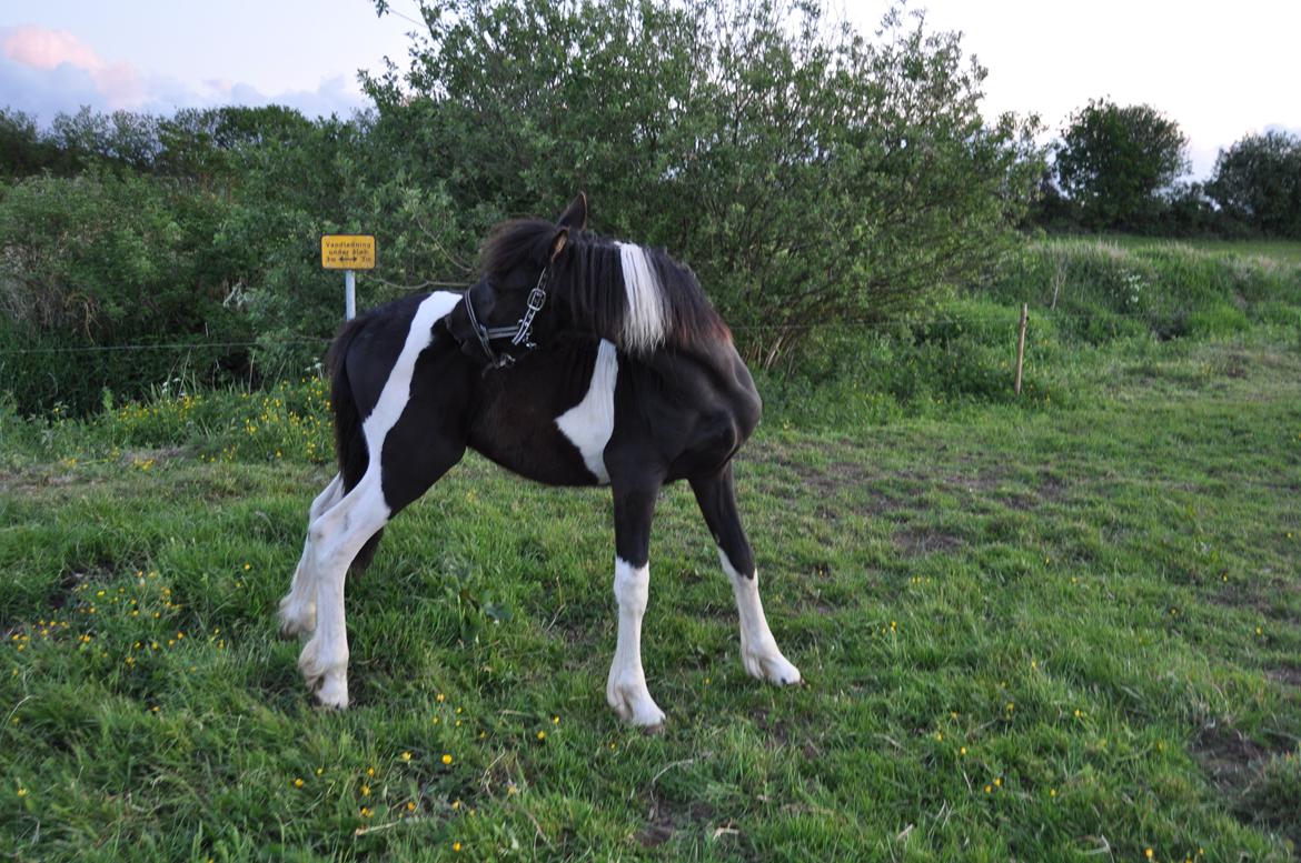 Tobiano Friesian Lancelot 1 PRÆMIE VED KÅRINGEN 24 marts 2012 bilun billede 14