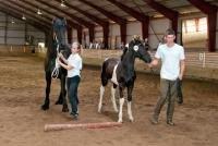 Tobiano Friesian Lancelot 1 PRÆMIE VED KÅRINGEN 24 marts 2012 bilun billede 15