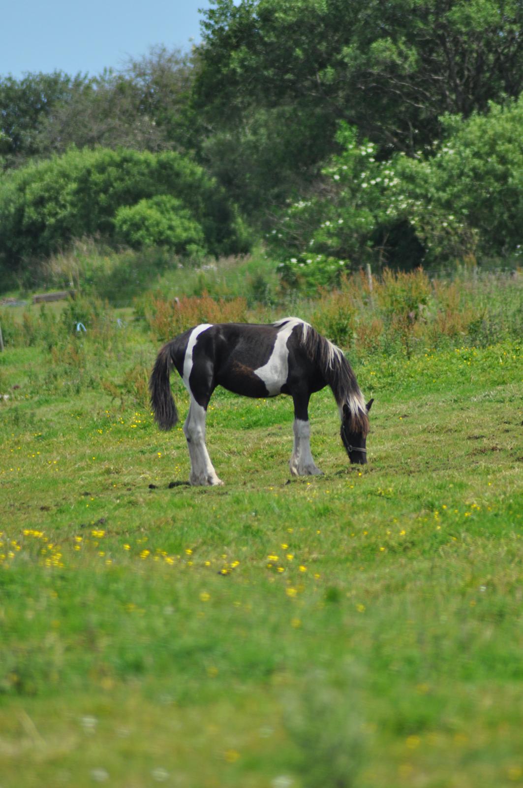 Tobiano Friesian Lancelot 1 PRÆMIE VED KÅRINGEN 24 marts 2012 bilun billede 16