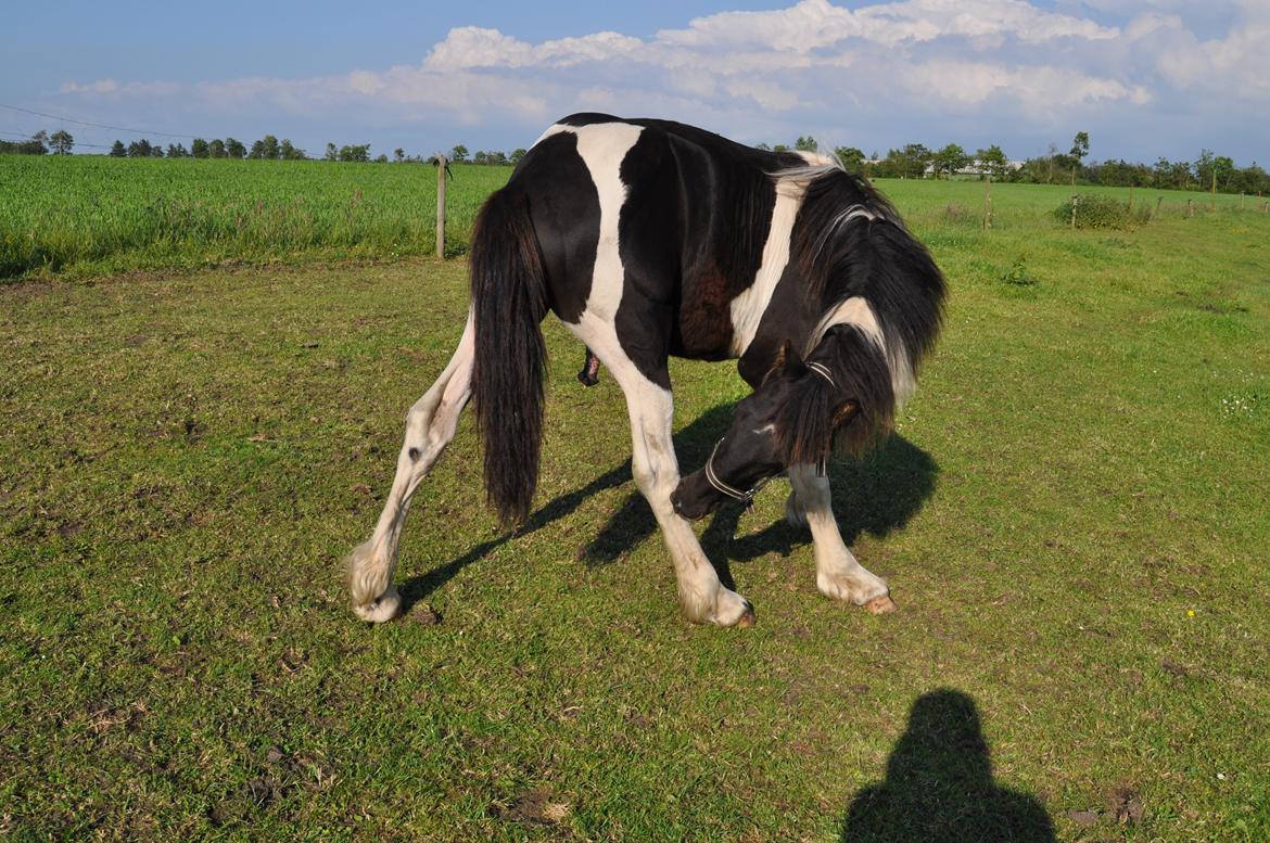 Tobiano Friesian Lancelot 1 PRÆMIE VED KÅRINGEN 24 marts 2012 bilun billede 17