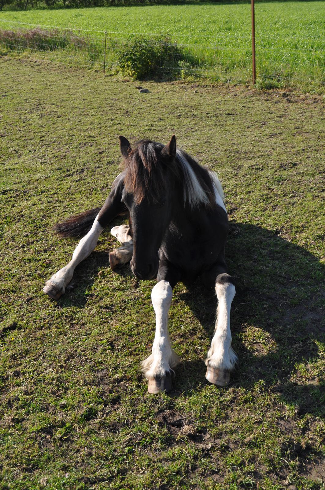 Tobiano Friesian Lancelot 1 PRÆMIE VED KÅRINGEN 24 marts 2012 bilun billede 18
