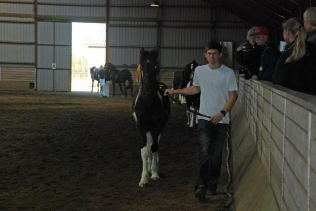 Tobiano Friesian Lancelot 1 PRÆMIE VED KÅRINGEN 24 marts 2012 bilun billede 20