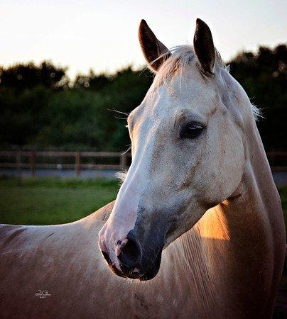 Palomino Phoenix Novem billede 6