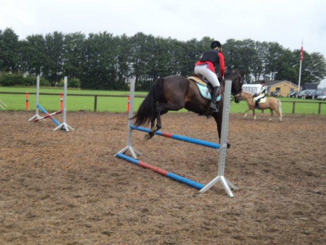 Anden særlig race Lundgaards Mulan SOLGT - Opvarmning til stævnedebut  - hoooopla :D billede 13