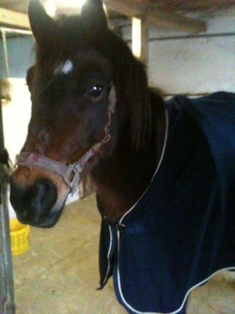 Anden særlig race Tina Turner billede 10