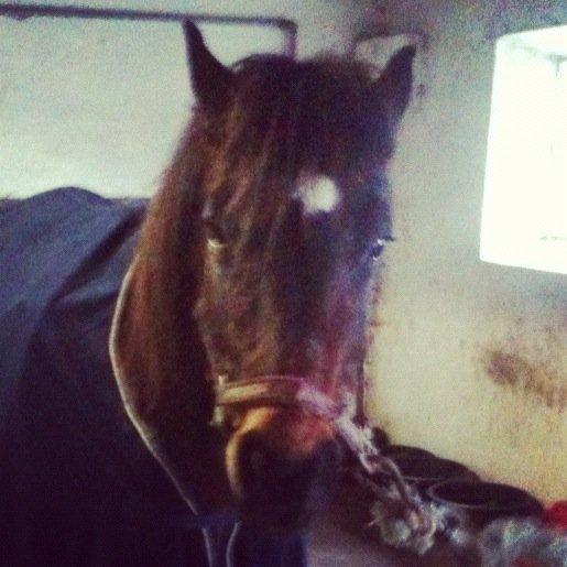 Anden særlig race Tina Turner billede 11