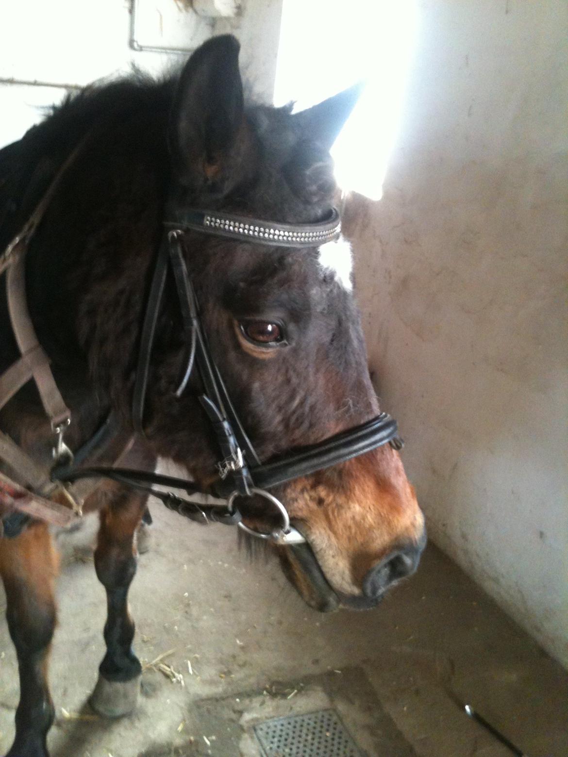 Anden særlig race Tina Turner billede 12