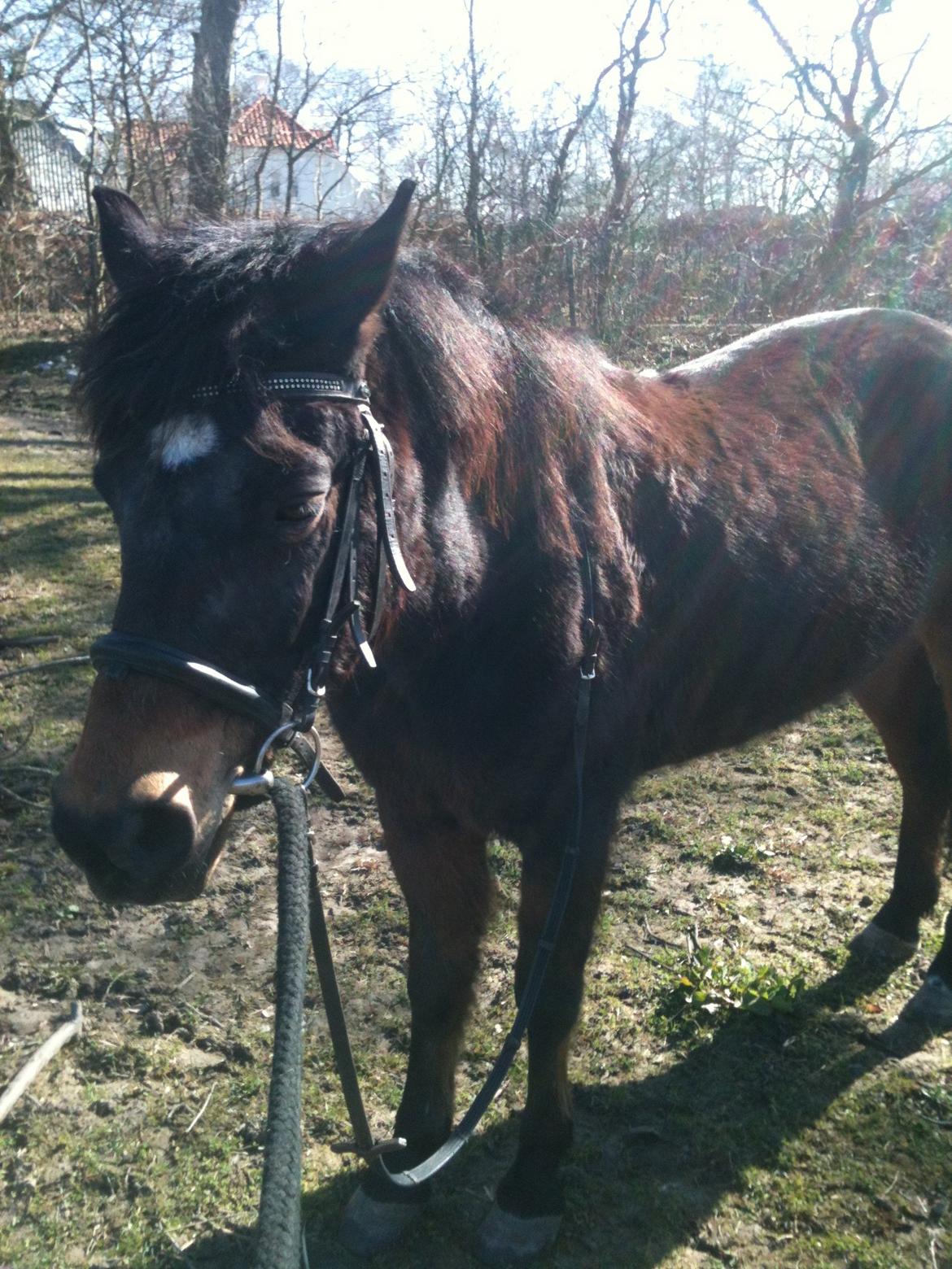 Anden særlig race Tina Turner billede 13