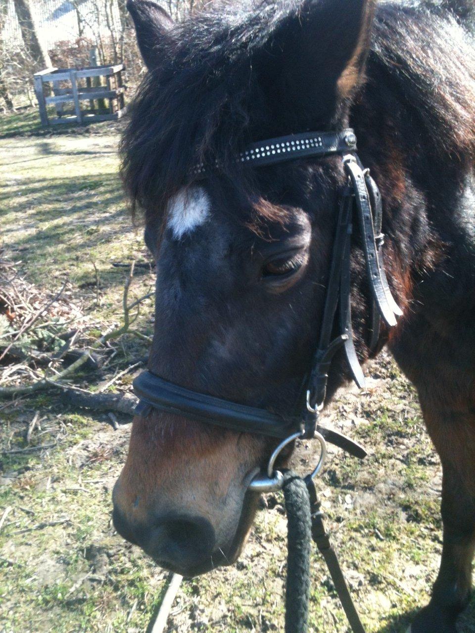 Anden særlig race Tina Turner billede 14