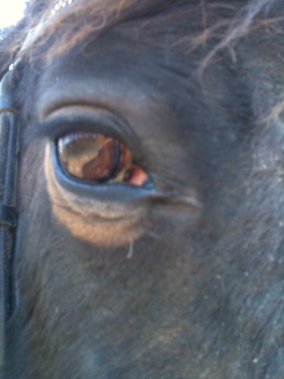 Anden særlig race Tina Turner billede 15