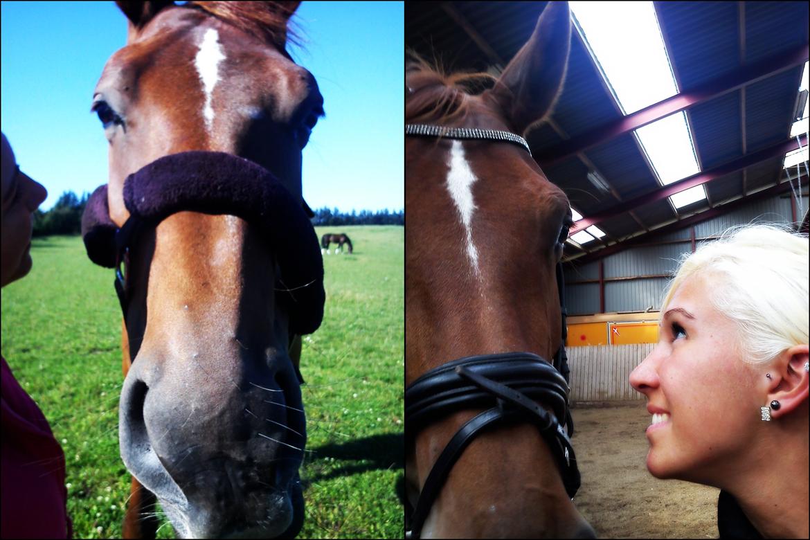 Anden særlig race Westsite Kalimero - Min dejlige mule <3 - D. 28-08-2012. billede 15