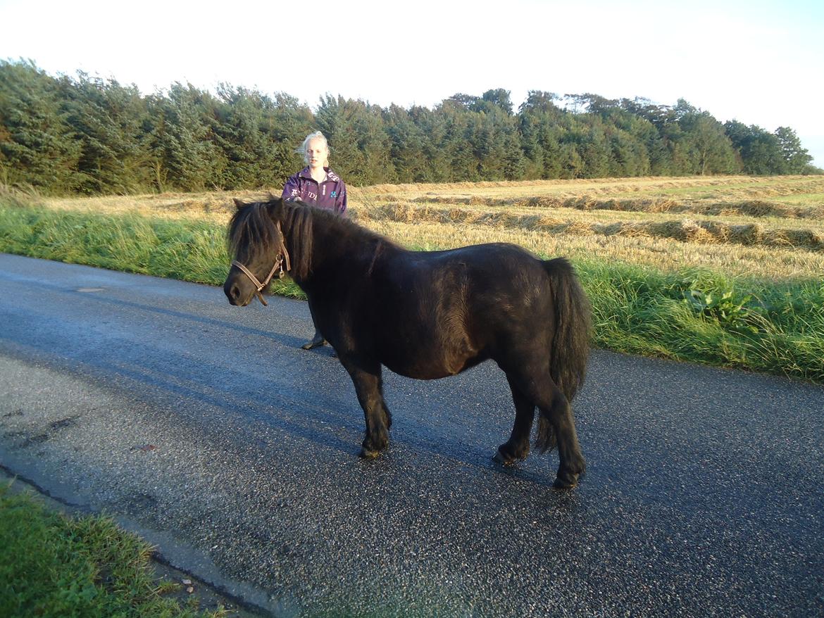 Shetlænder Rikke!<3 - Mig og Rikke! :D billede 8