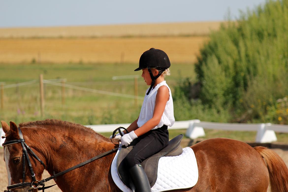 Anden særlig race Tim. <3(red :-'( ) - Stævne 2012

(Foto: Emil) billede 6