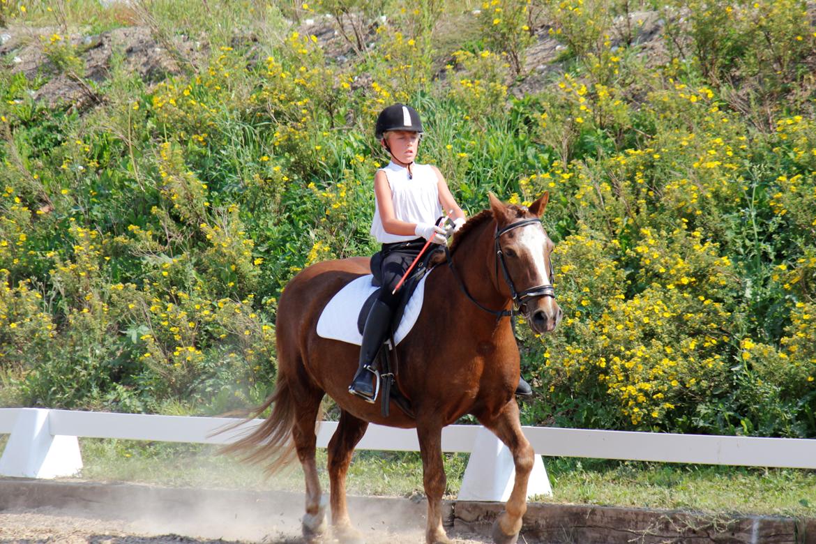 Anden særlig race Tim. <3(red :-'( ) - Stævne 2012

(Foto: Emil) billede 10