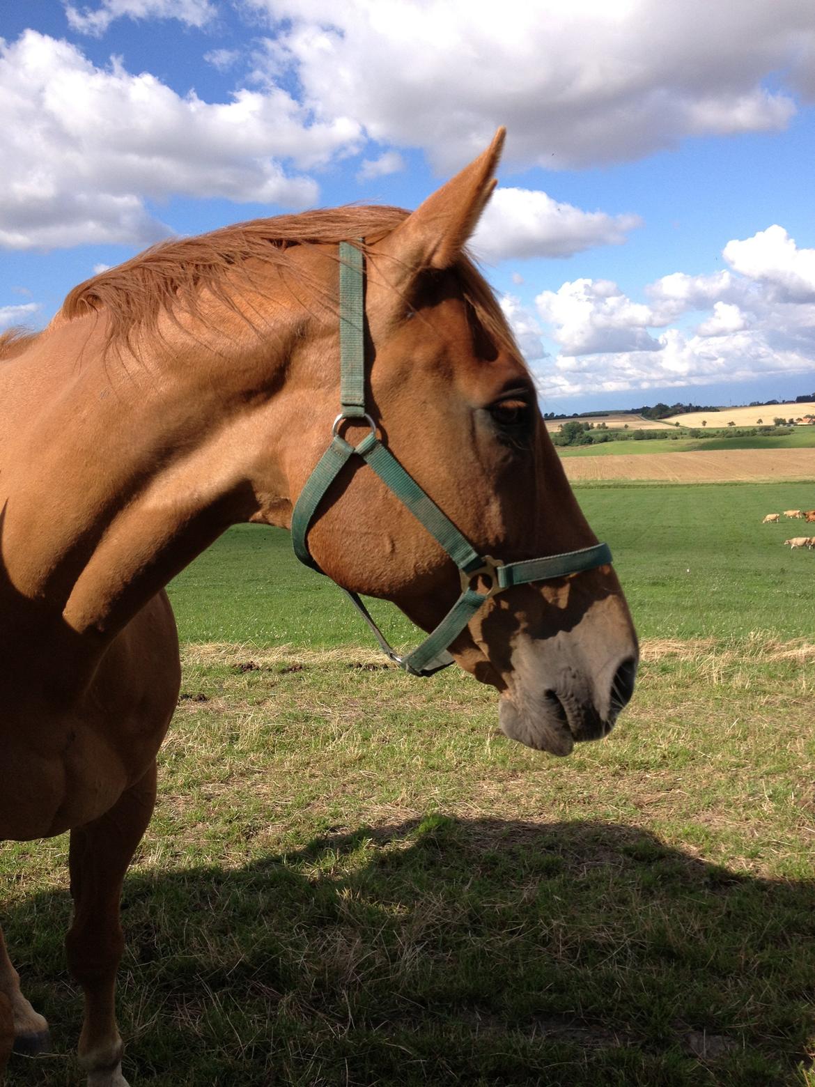 Dansk Varmblod Cést la vie - Velkomen til min profil billede 1