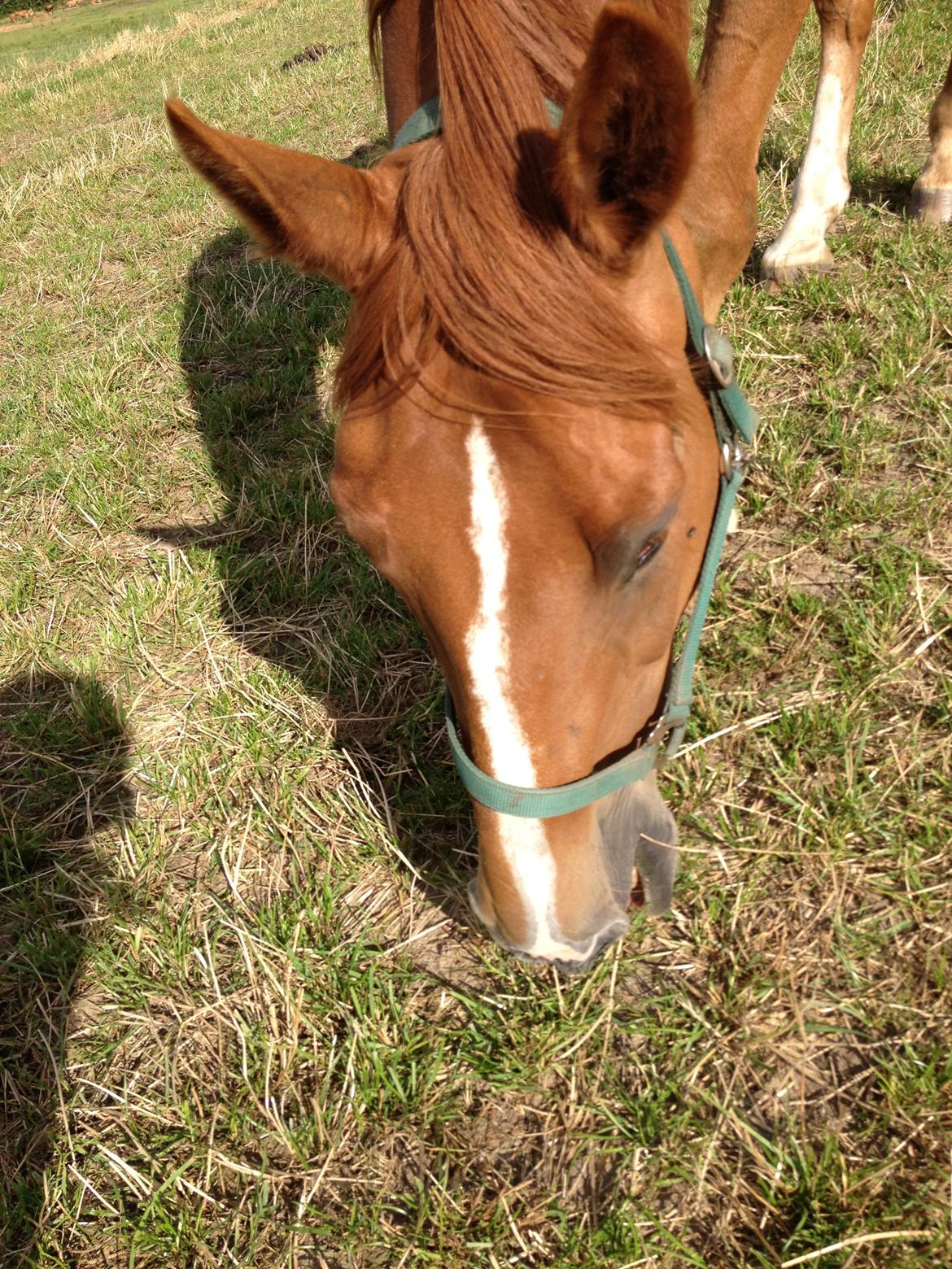 Dansk Varmblod Cést la vie - nam nam billede 2