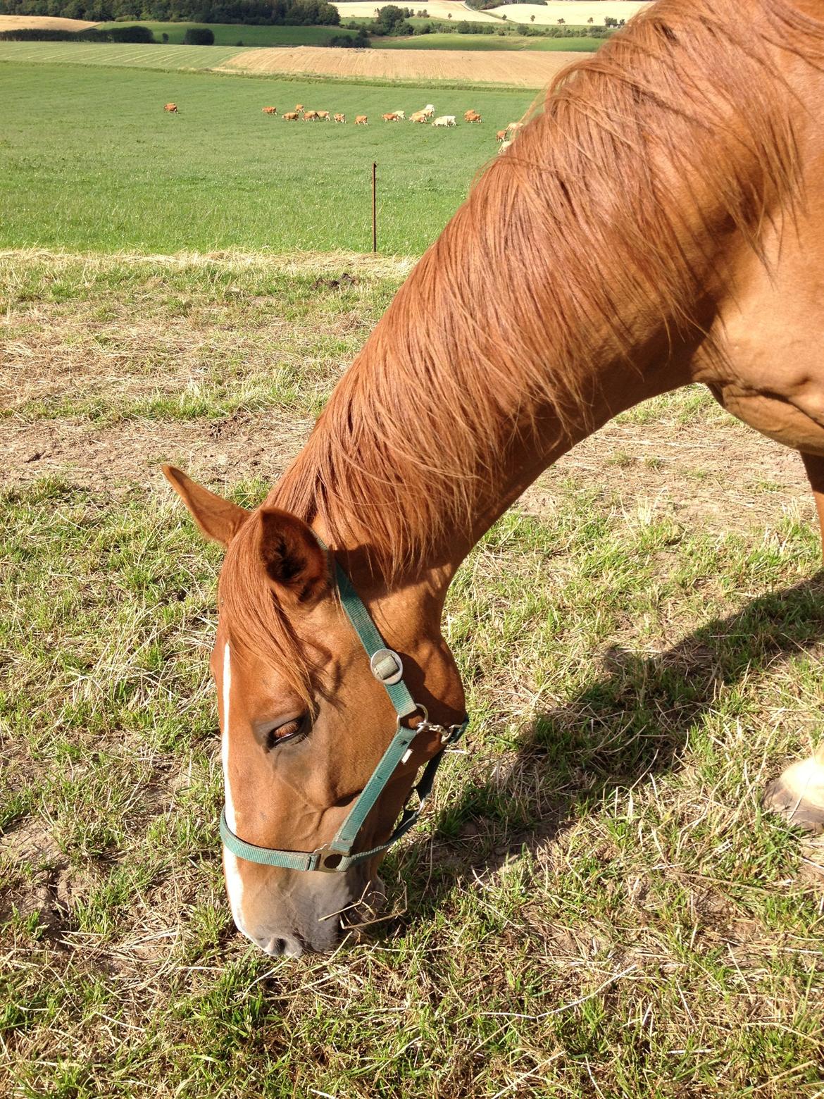 Dansk Varmblod Cést la vie - uhh græs billede 3