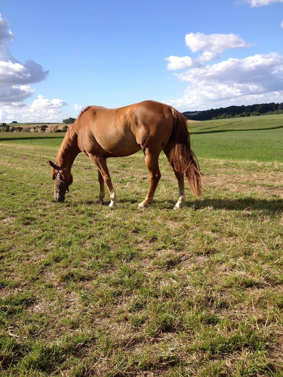 Dansk Varmblod Cést la vie billede 4