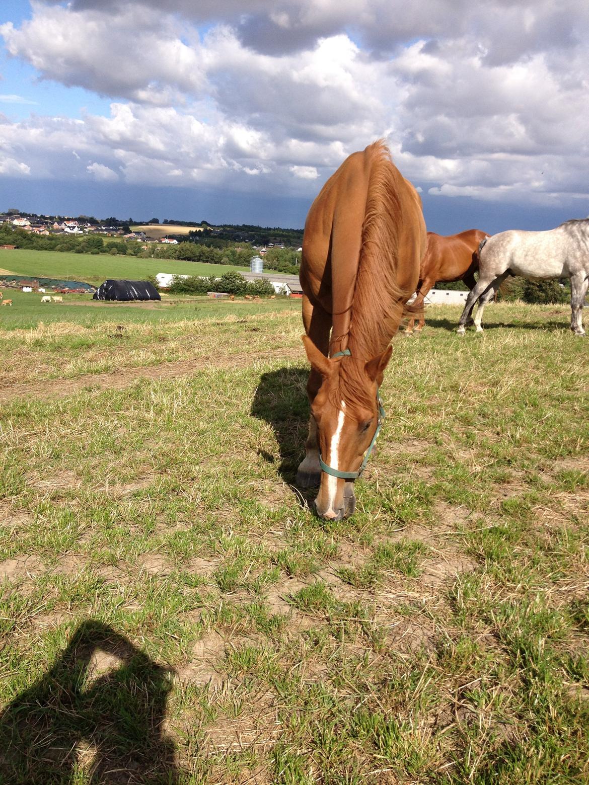 Dansk Varmblod Cést la vie billede 5