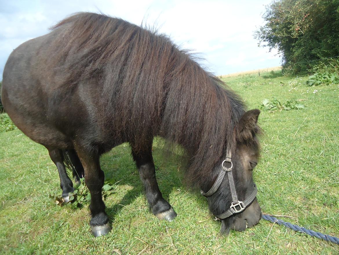Shetlænder Robin<3 - Dejlig sommer dag med Robin! <3 billede 4