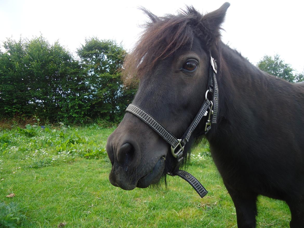 Shetlænder Robin<3 - Dejligt når nogen gider klø mig! :D  billede 6